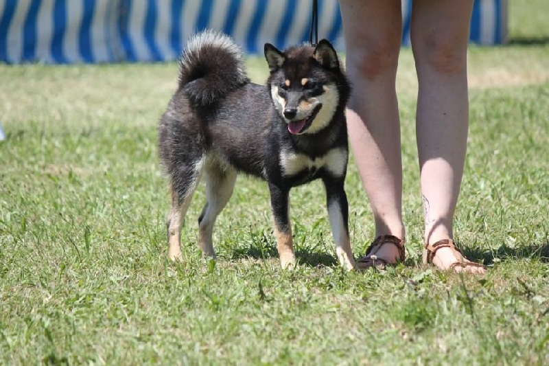 Juugatsu no tsubame No Maneki Kitsune - très prometteur
