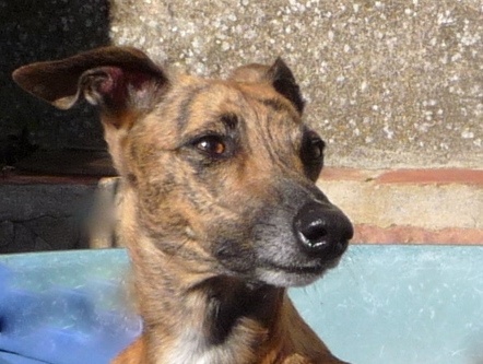 Betty boop de castlefinn