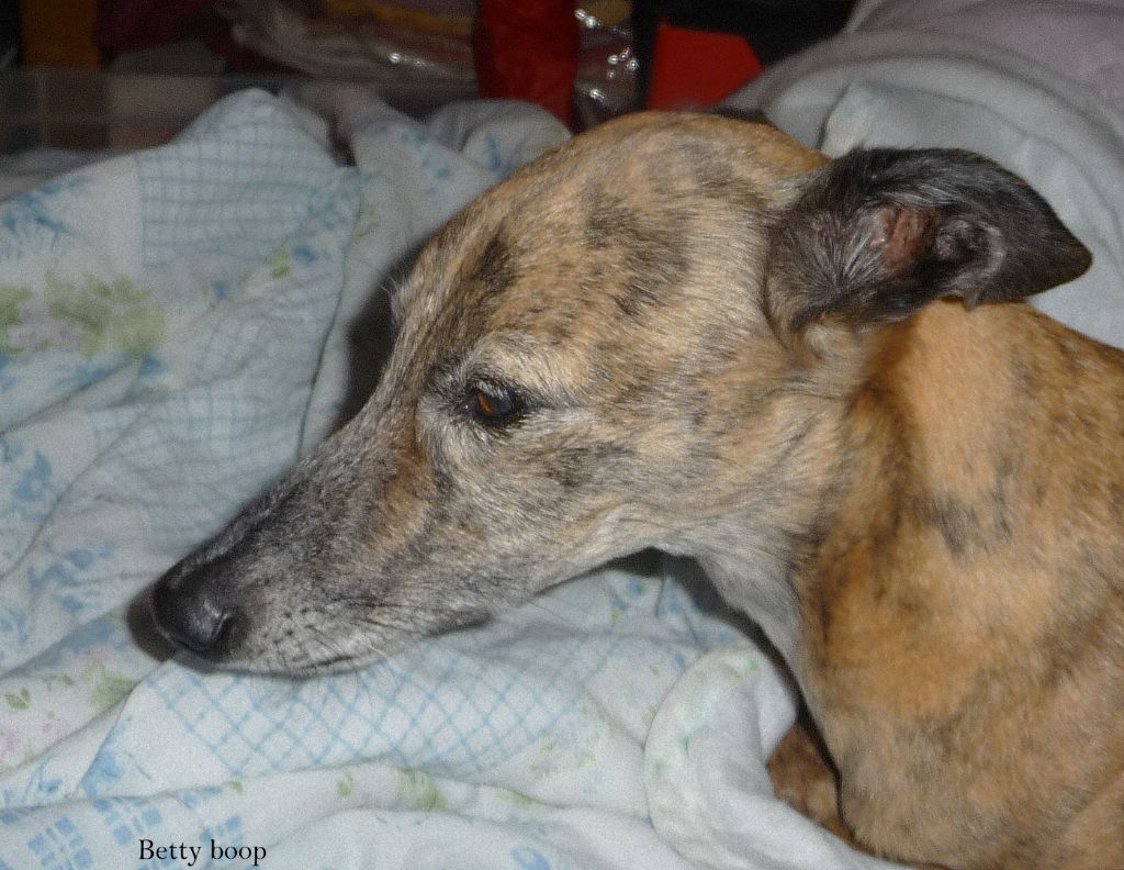 Betty boop de castlefinn