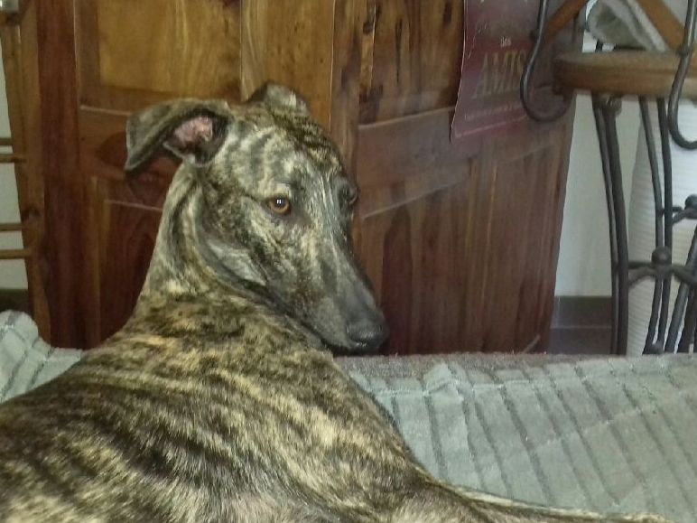Chiot Whippet, Paco, mâle disponible en Provence Alpes