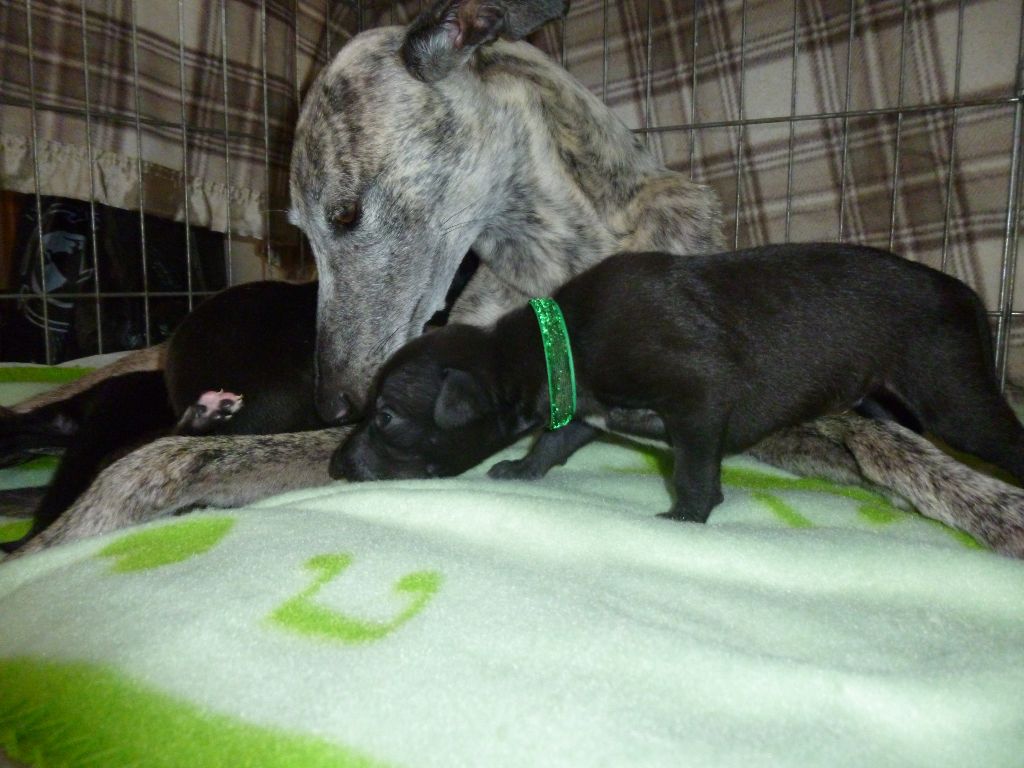 Chiot Whippet, Pimlico, mâle disponible en Provence Alpes
