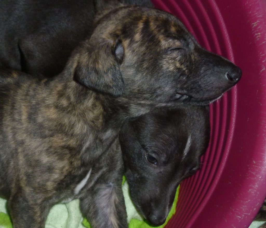Chiot Whippet, Paco, mâle disponible en Provence Alpes