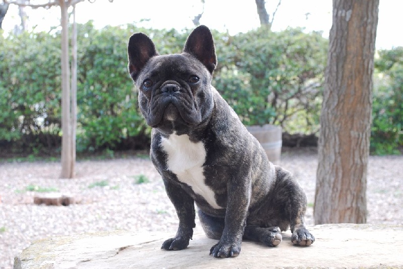 Publication : Du Domaine Des Fans Auteur : Domaine des fans