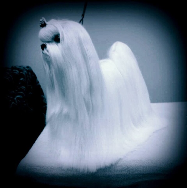 Publication : Fancy Maguelonne