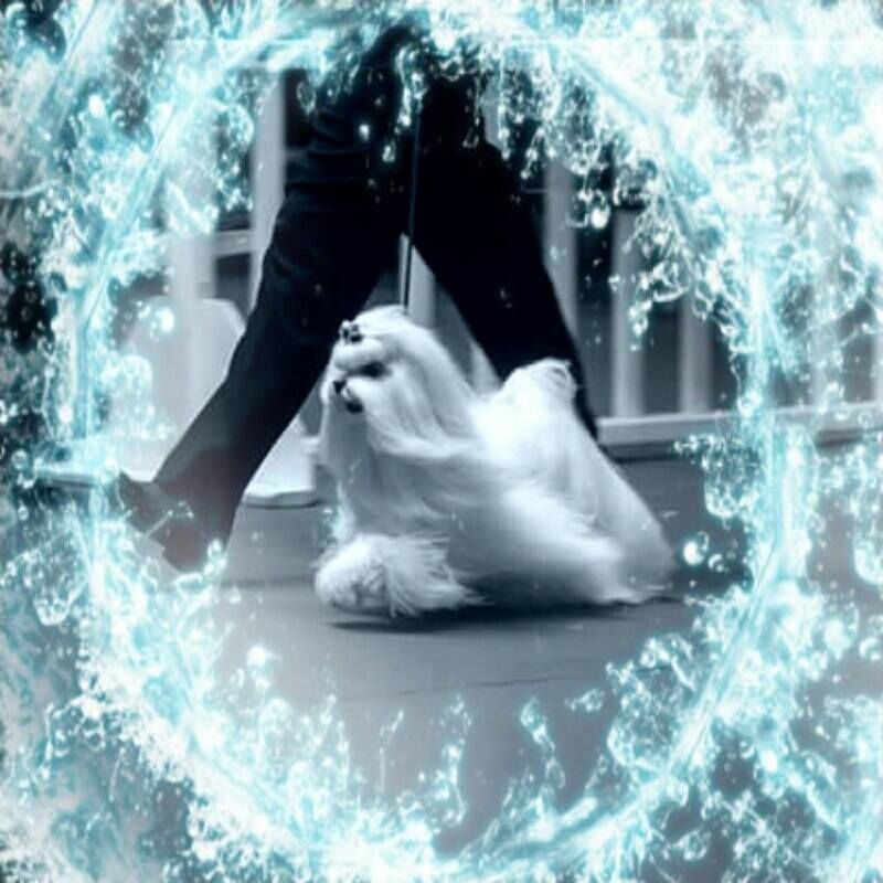 Publication : Fancy Maguelonne