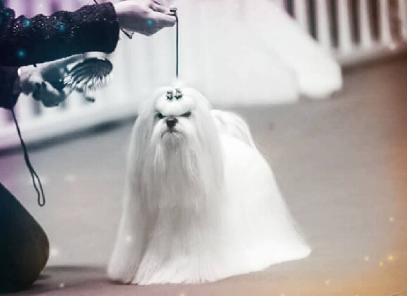 Publication : Fancy Maguelonne