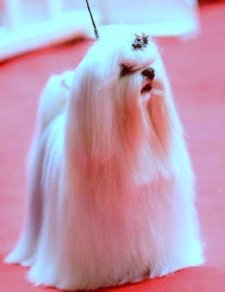 Publication : Fancy Maguelonne