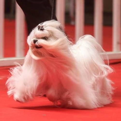 Publication : Fancy Maguelonne