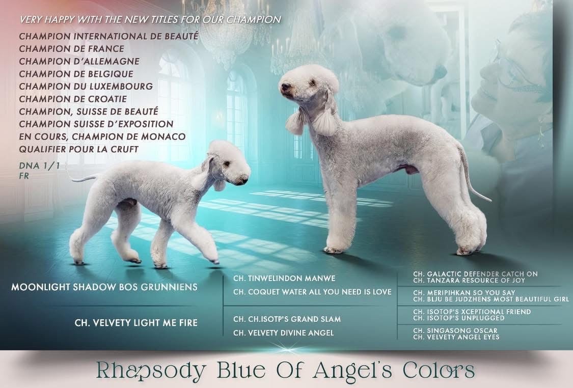 CH. Rhapsody Of Angel's Colors