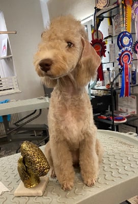 Les chiots de Bedlington Terrier