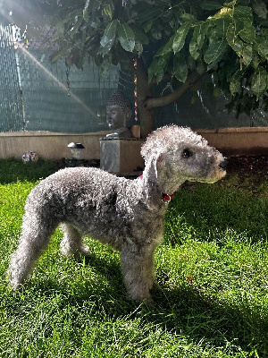 Les chiots de Bedlington Terrier