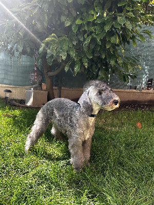 Les chiots de Bedlington Terrier