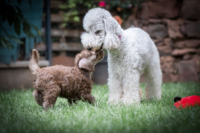 Les chiots de Bedlington Terrier