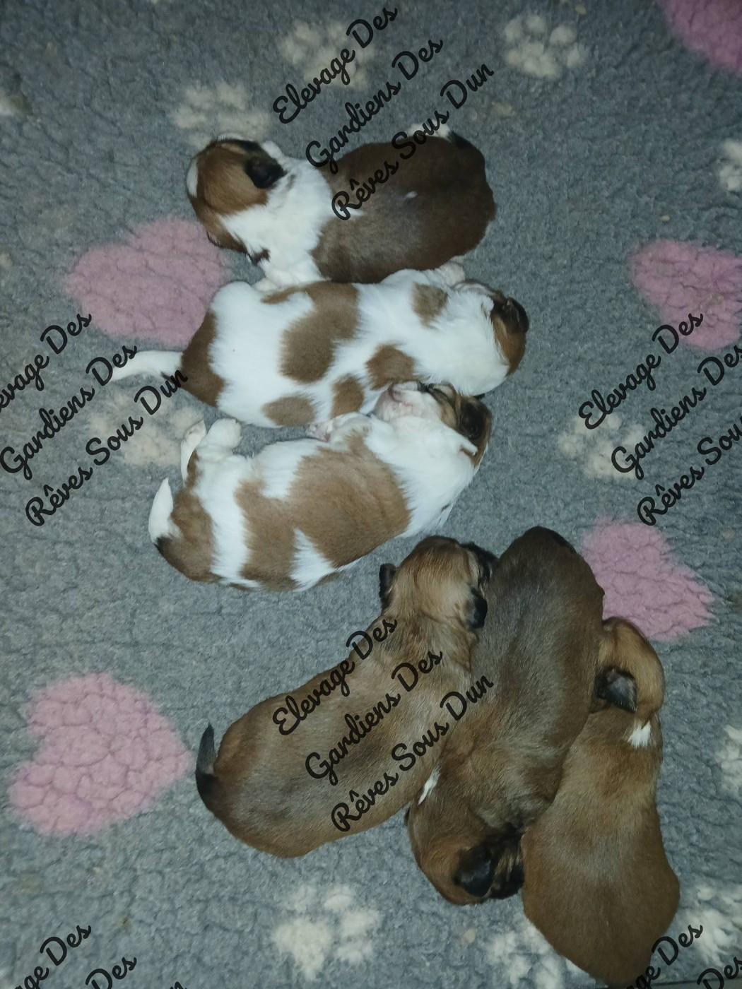 CHIOT 4 - Lhassa Apso