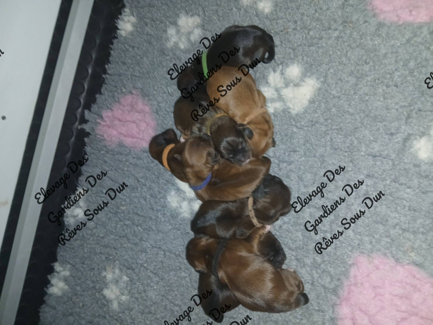 CHIOT 5 - Lhassa Apso
