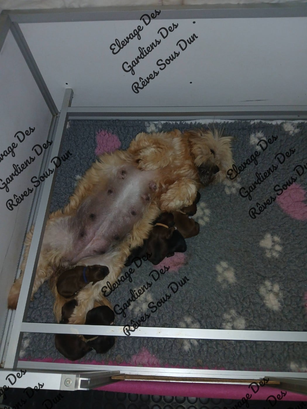 CHIOT 8 - Lhassa Apso