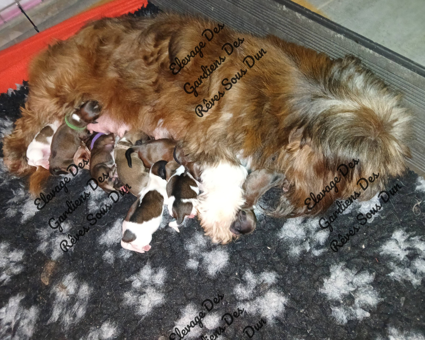 Chiot N°3 - Lhassa Apso