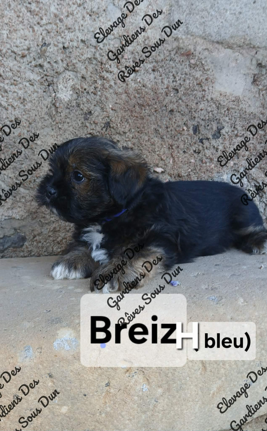 breith