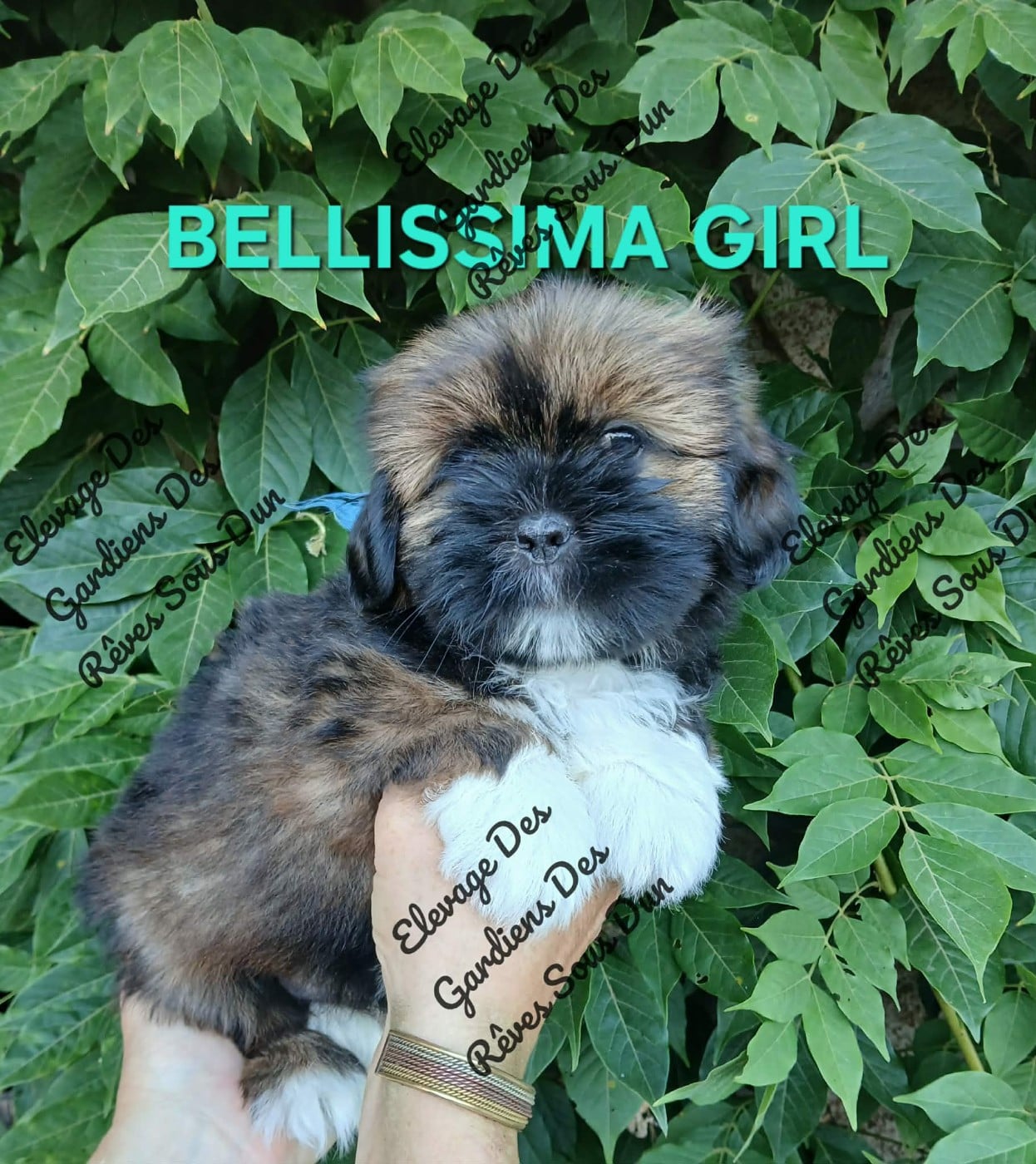 BELLISSIMA GIRL