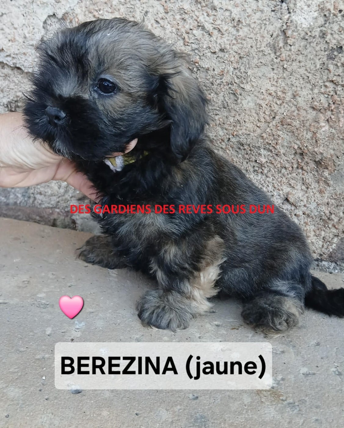 BEREZINA