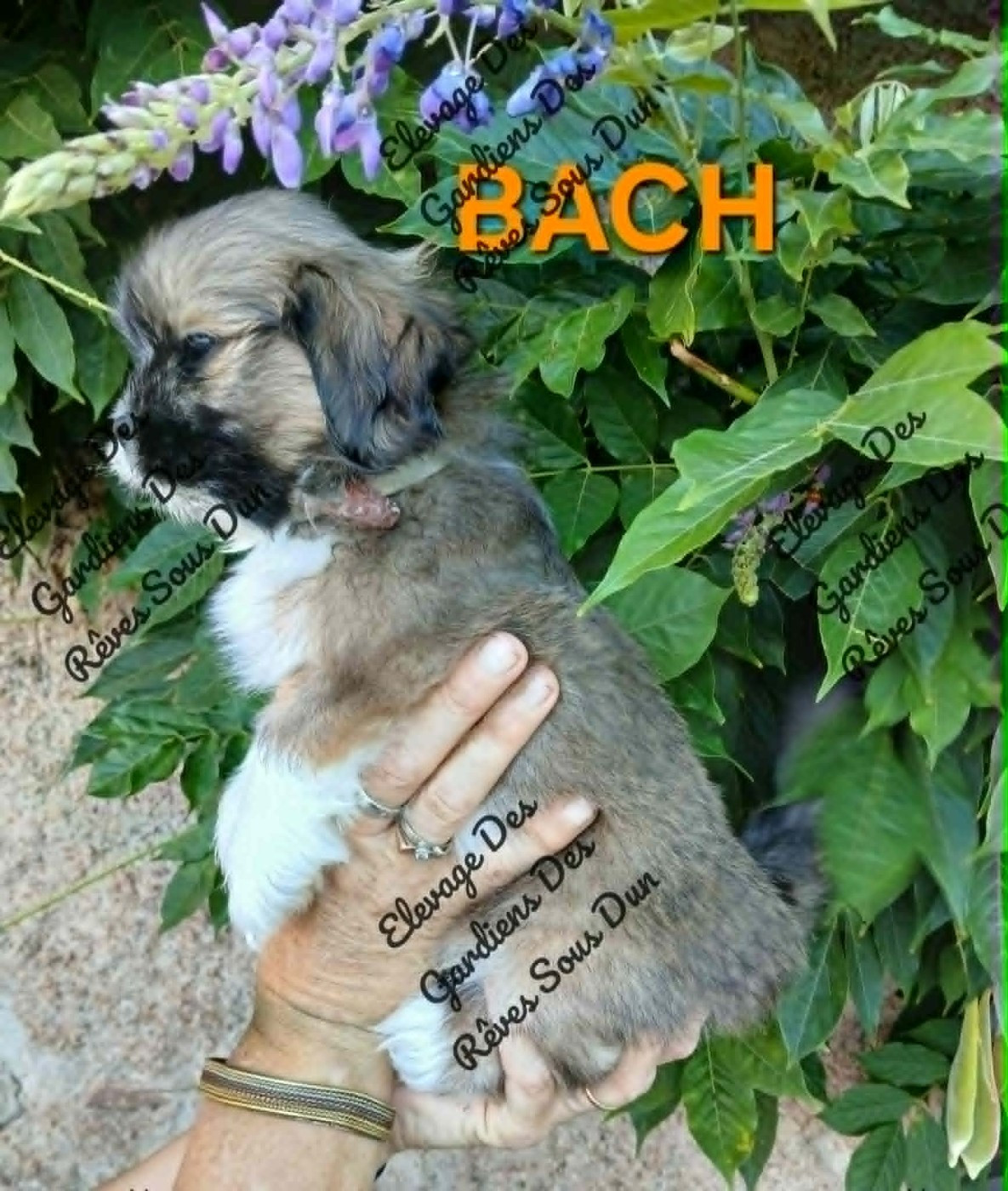 bach
