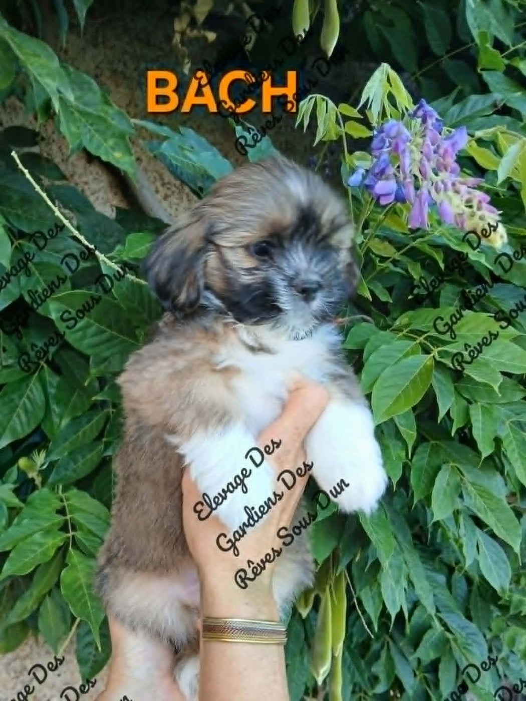 bach