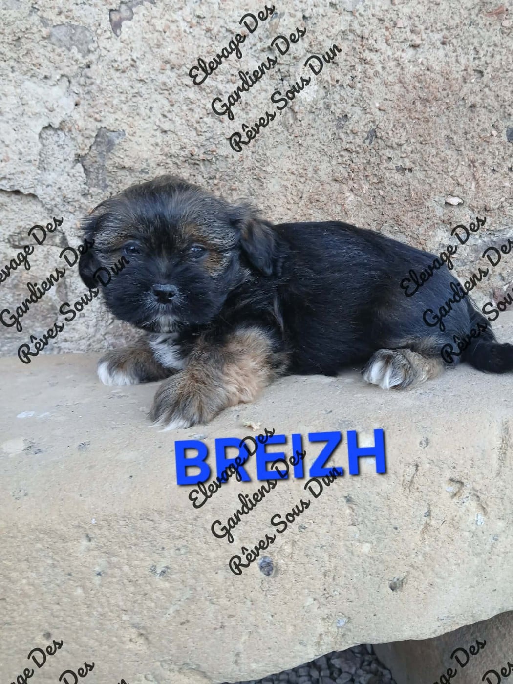 breith