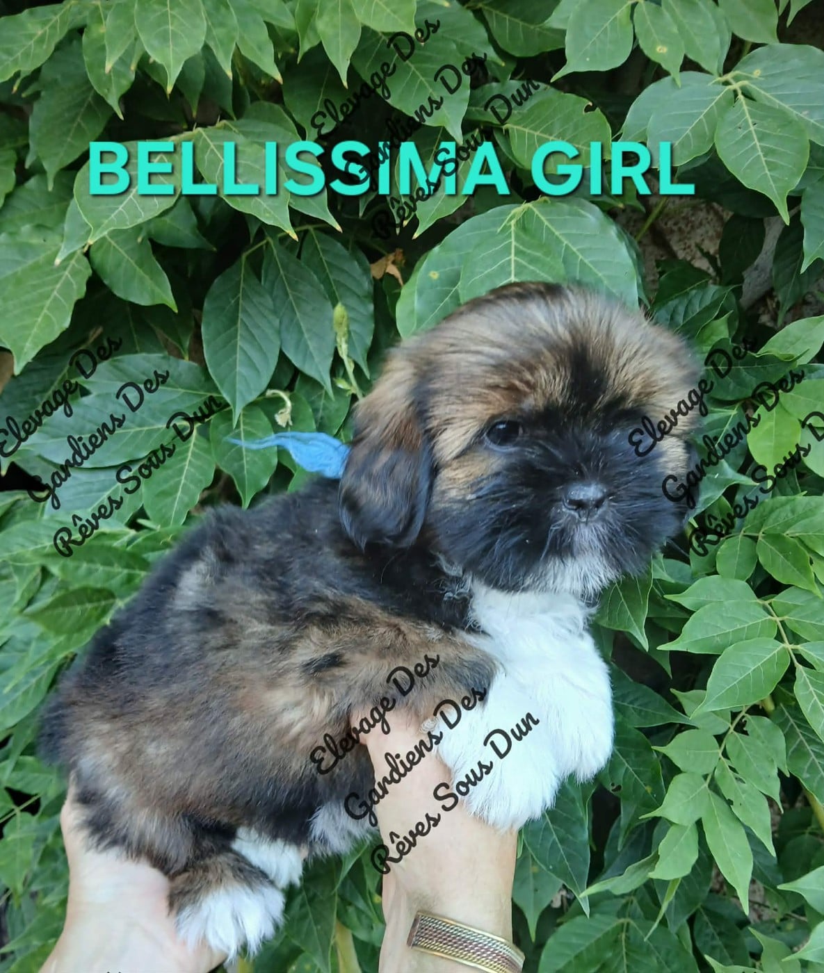 BELLISSIMA GIRL