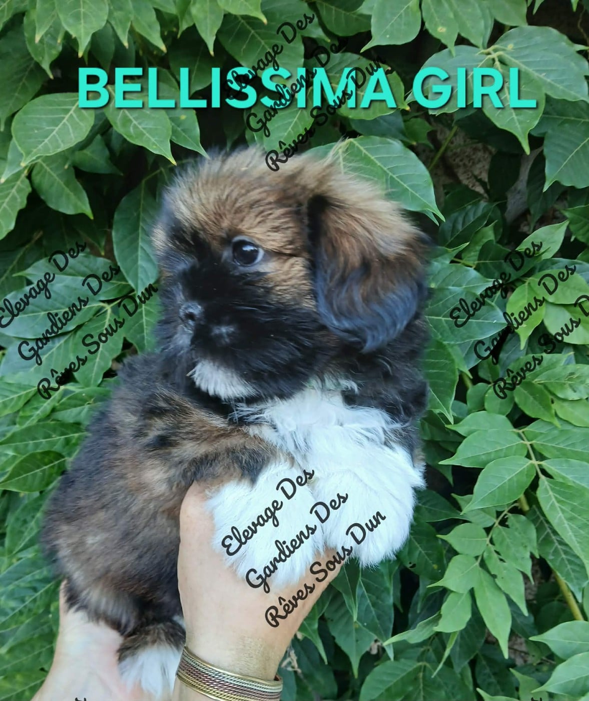 BELLISSIMA GIRL