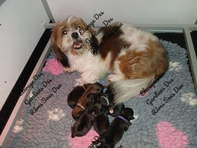 Les chiots de Lhassa Apso