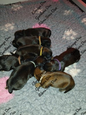 Les chiots de Lhassa Apso