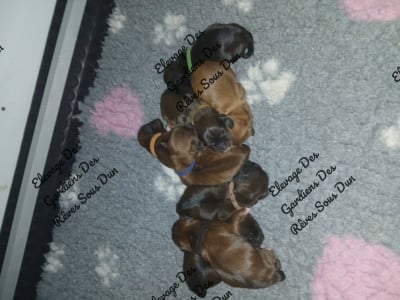 Les chiots de Lhassa Apso