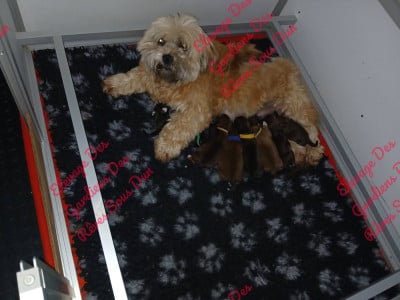 Les chiots de Lhassa Apso