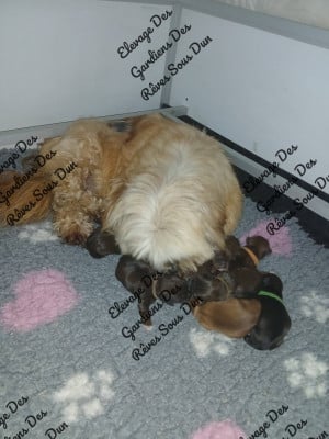 Les chiots de Lhassa Apso