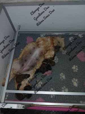 Les chiots de Lhassa Apso