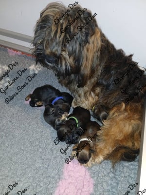 Les chiots de Lhassa Apso