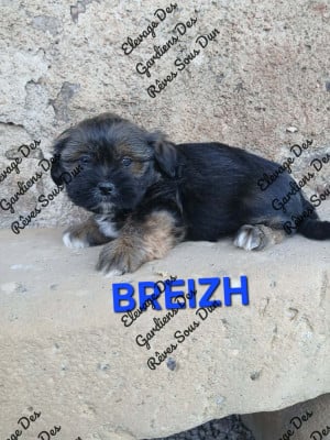 Les chiots de Lhassa Apso