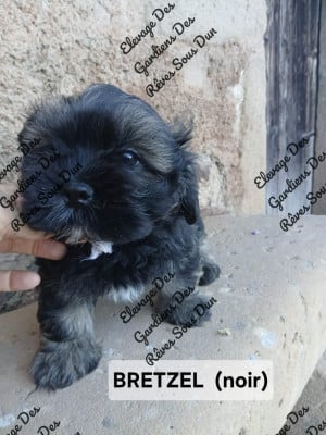 Les chiots de Lhassa Apso