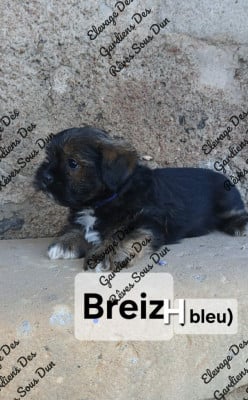 Les chiots de Lhassa Apso