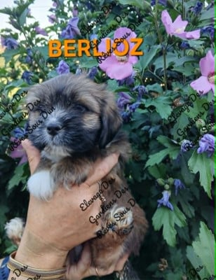 Les chiots de Lhassa Apso