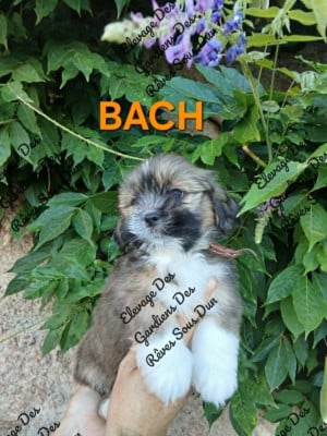 Les chiots de Lhassa Apso