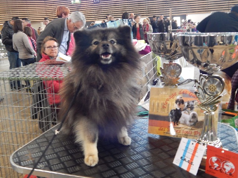 Paris michael karamit nova - CLASSE OUVERTE MALE: 1er excellent,CACS,CACIB ,MEILLEUR DE RACE SEXE OPPOSE