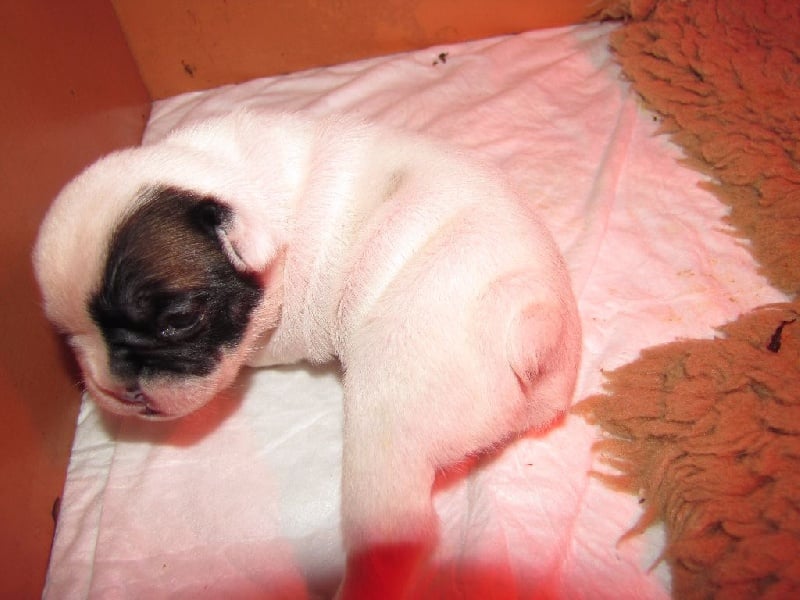 NAÎS NOBLESSE OBLIGE