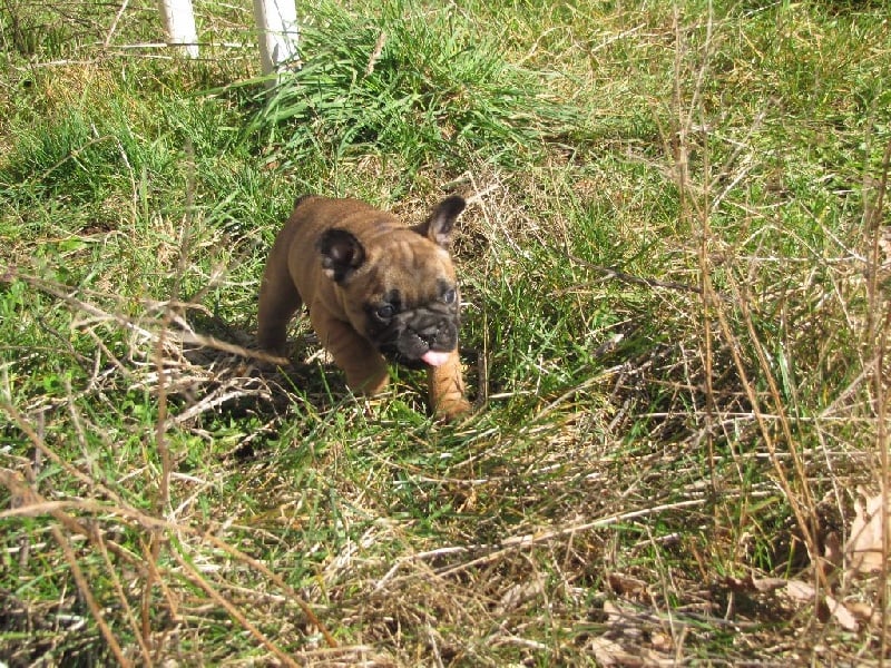 NOTRE SHALIMAR GUERLAIN