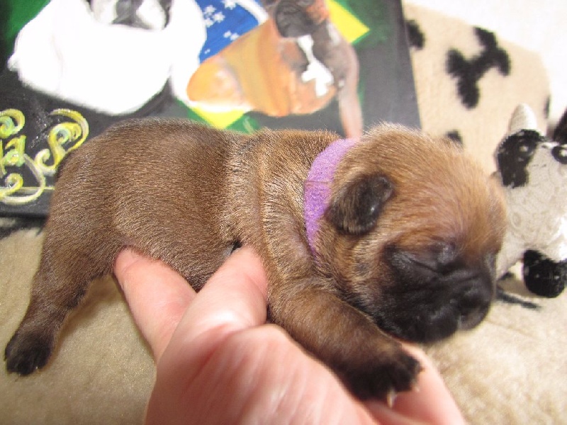 NOTRE SHALIMAR GUERLAIN