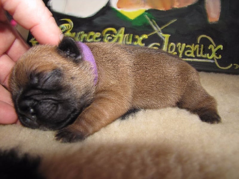 NOTRE SHALIMAR GUERLAIN