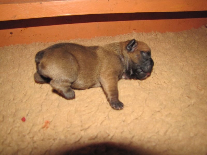 NOTRE SHALIMAR GUERLAIN