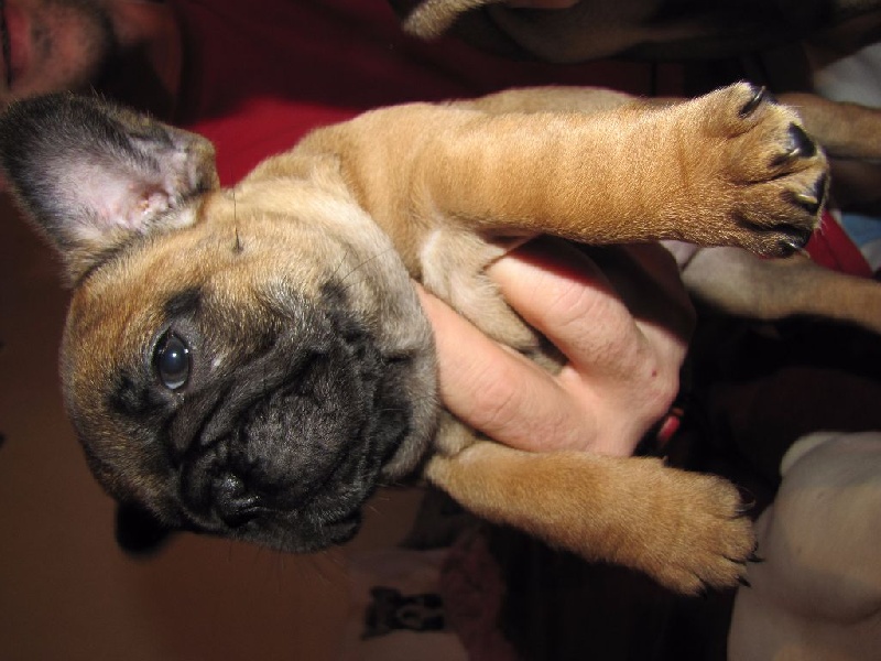 NOTRE SHALIMAR GUERLAIN