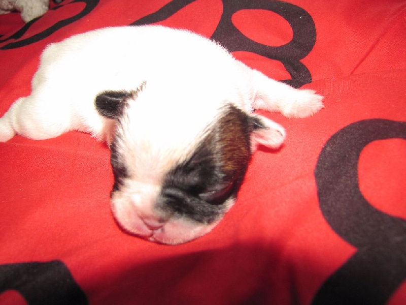 NAÎS NOBLESSE OBLIGE