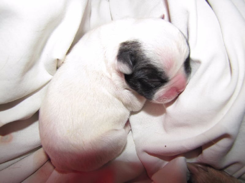 NAÎS NOBLESSE OBLIGE